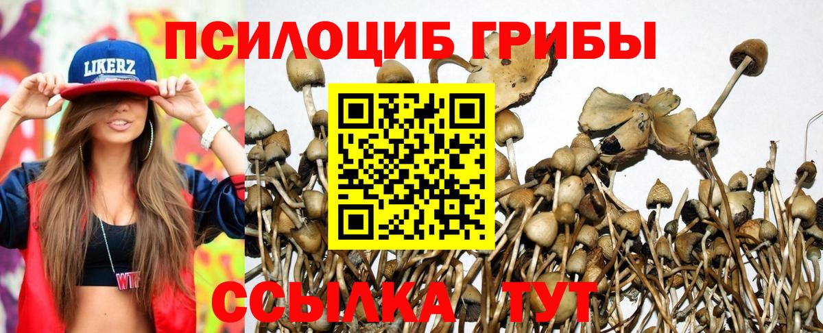 Псилоцибиновые грибы мицелий Волгоград